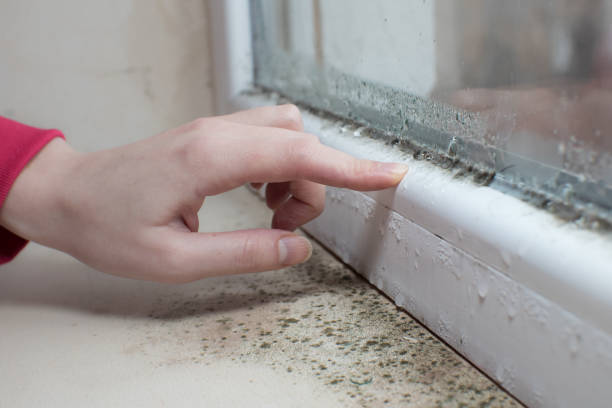  Pittsville, MD Mold Removal Pros