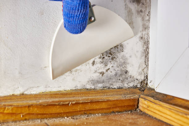 Mold Remediation for Rental Properties in Pittsville, MD