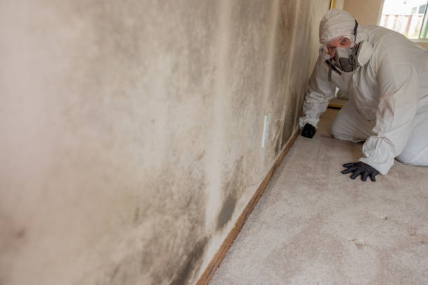 Trusted Pittsville, MD Mold Removal Experts